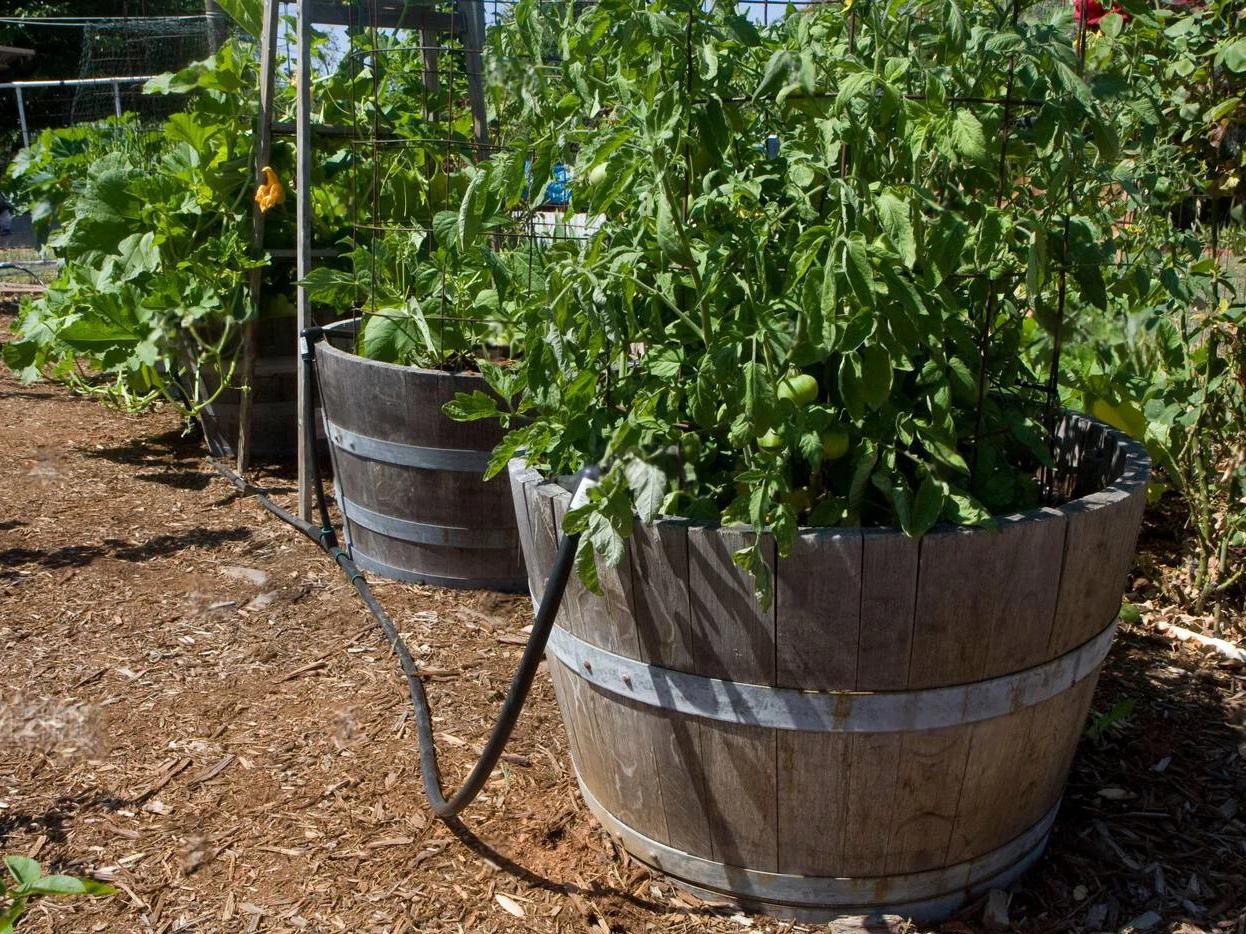 The soil in Bells barrels is kept moist with a drip system The soil in Bells barrels is kept moist with a drip system