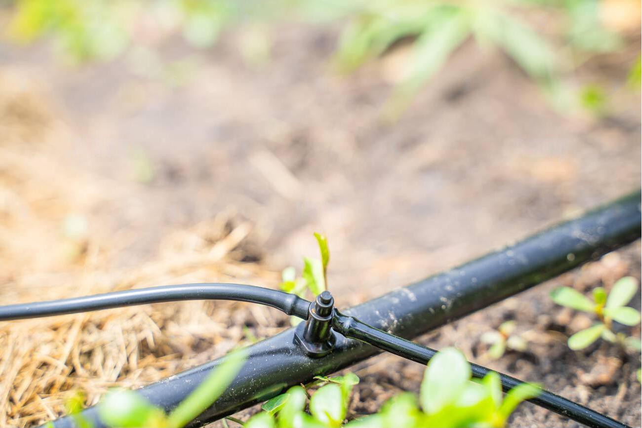 Close-up of drip irrigation pipe connections Close-up of drip irrigation pipe connections