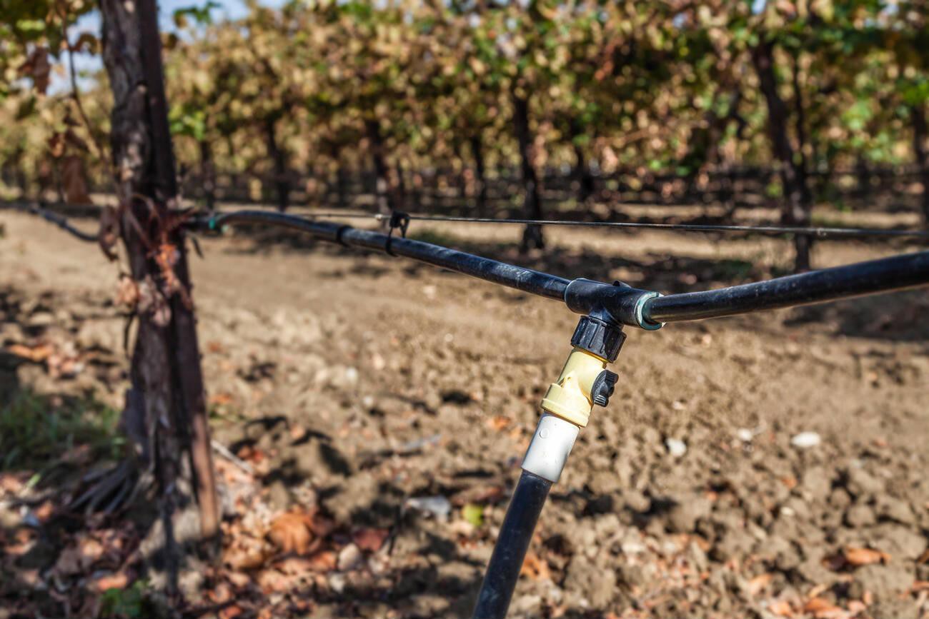 Drip irrigation being used in vineyard Drip irrigation being used in vineyard